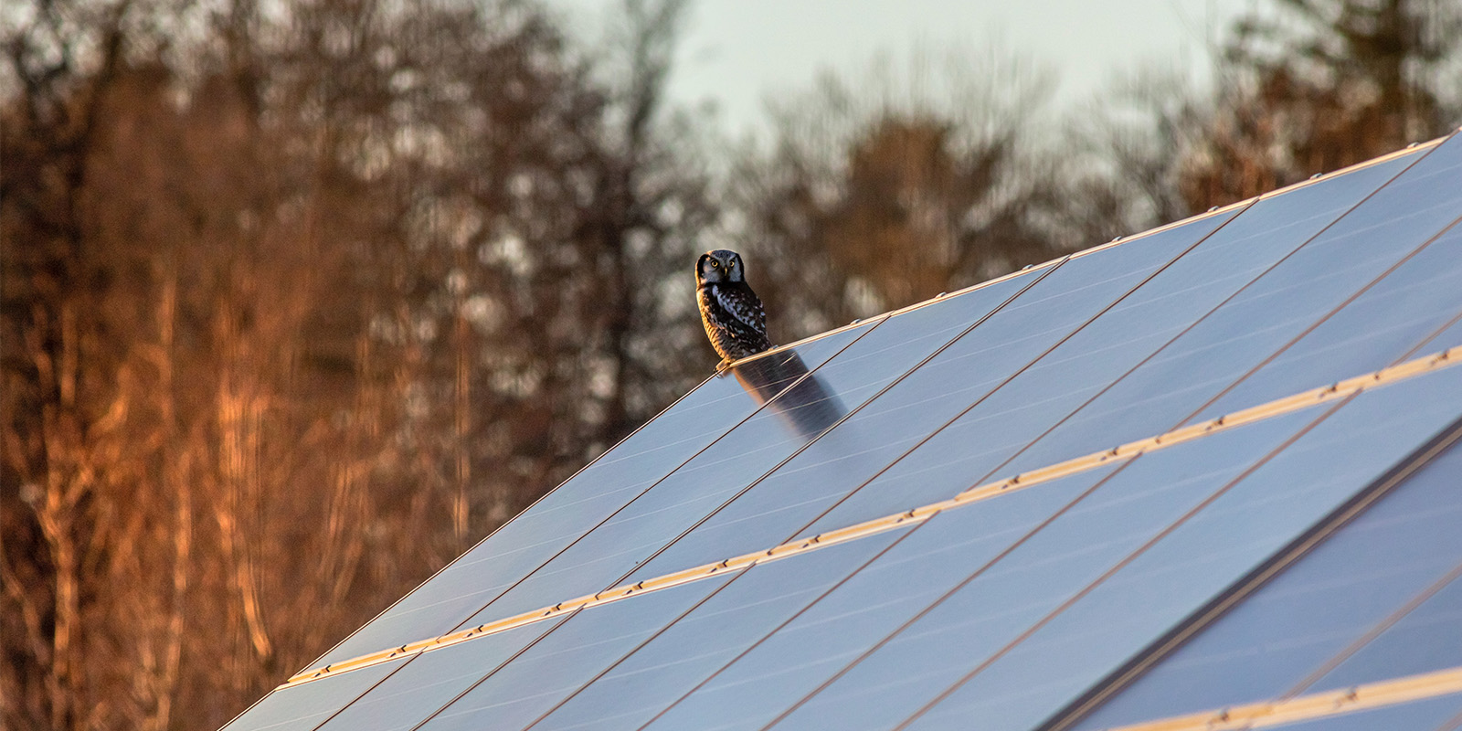 owl solar panel